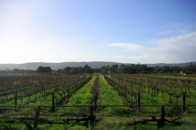 Rows of vines in the Swan Valley wine region near Perth